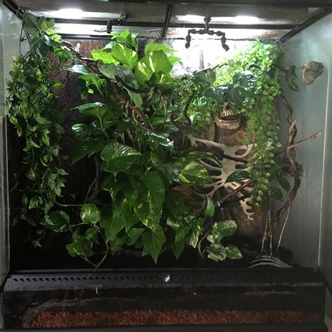 Bringing The Jungle Home Bioactive Chameleons