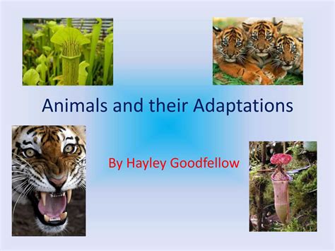 Animals and their adaptations | PPT