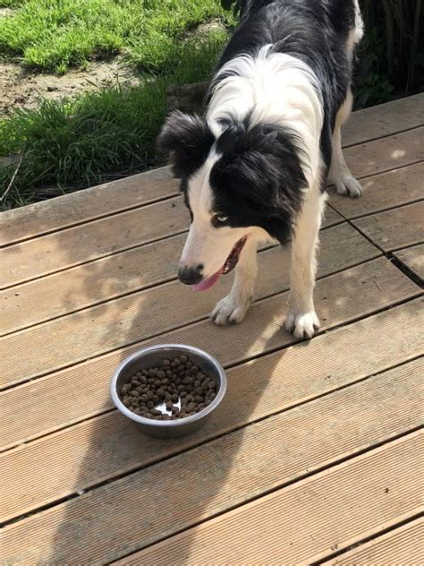 Urgent Magnifique Chien Type Border Collie Uncompagnon Fr