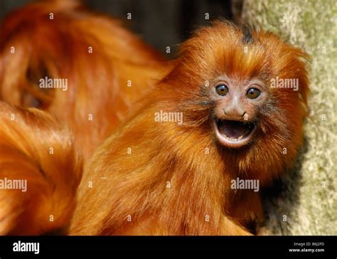 Baby Golden Lion Tamarin Monkey