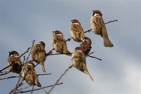 What Is A Group Of Sparrows Called Sparrows Collective Nouns