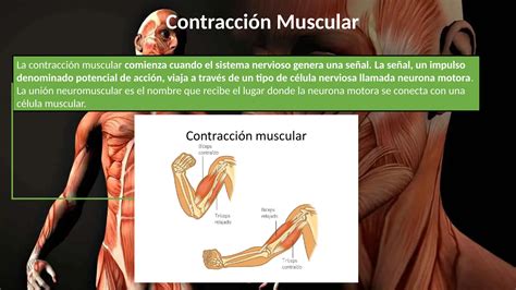 Anatomia do músculo histologia 2022 pptx Descarga Gratuita