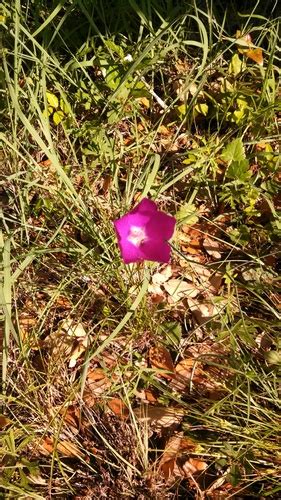 Fringed Poppymallow (Callirhoe digitata) · iNaturalist