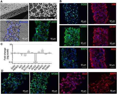 Analysis Of HNSCs Cultured And Differentiated In 3D Polystyrene