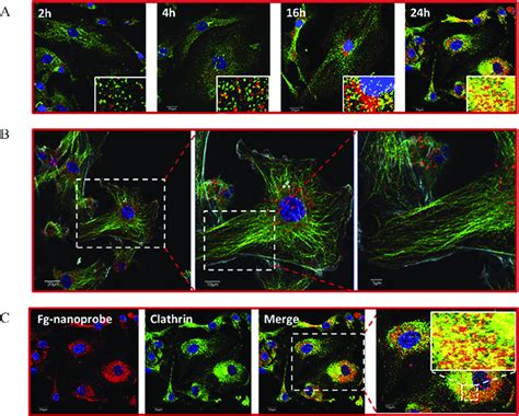 Fluorogenic Progress Of The Fg Nanoprobe During Cellular Uptake A