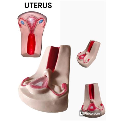 Jual Uterus Phantom Uterus Spiral Anatomi Uterus Rahim Manekin Uterus