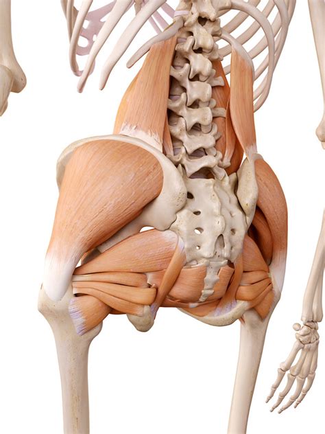 Hip Pain And Hip Instability From Weak Hip Muscles