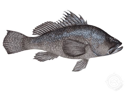 Juvenile Black Sea Bass