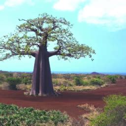 Le Baobaba Un Arbre Majestueux Aux Fruits Nourrissants Et Bienfaisants