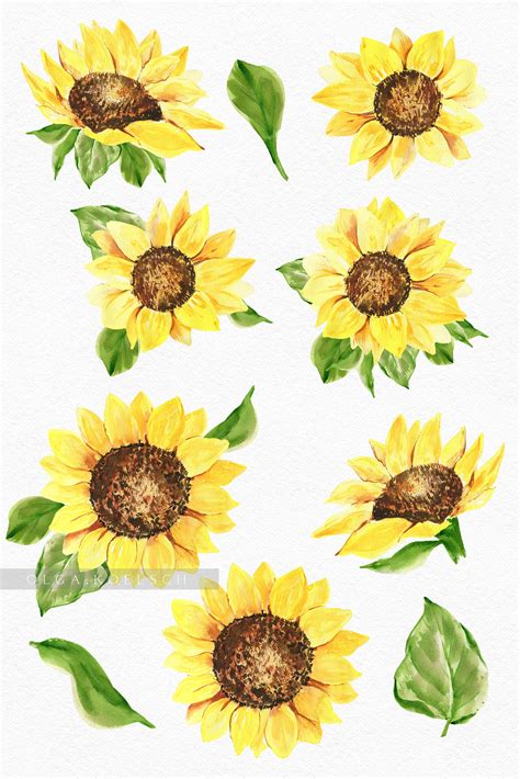 Sunflower Watercolor Clipart Boho Sunflower Png Modern Clipart By Olga