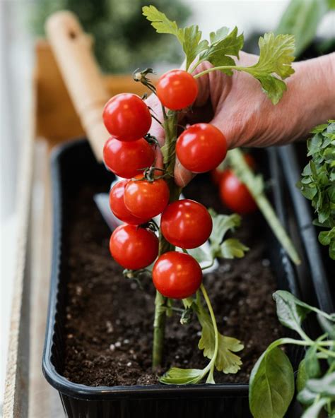 Plantas De Frutas Y Vegetales Que Puedes Cultivar En Casa