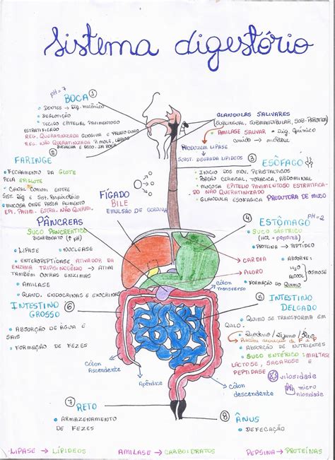 Mapa Mental Sobre El Sistema Digestivo Mema Porn Sex Picture