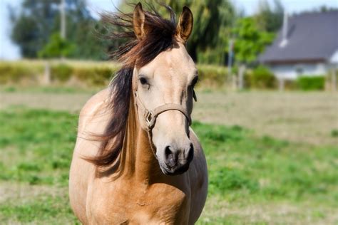 Miniature Horses 101: Everything You Need to Know - Seriously Equestrian