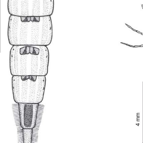 Megadytes Latus Last Instar Larva 1 Larva Dorsal View 2 Head