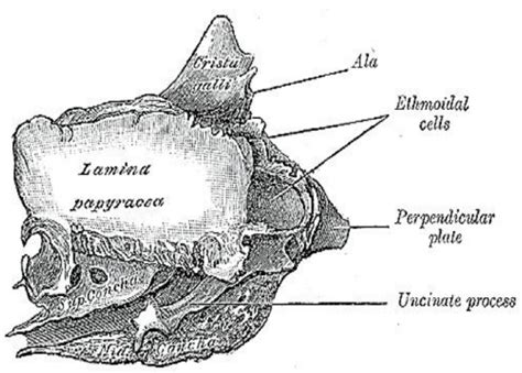 49 Endoscopic Ethmoidectomy Fess Surgical Technique Medicine