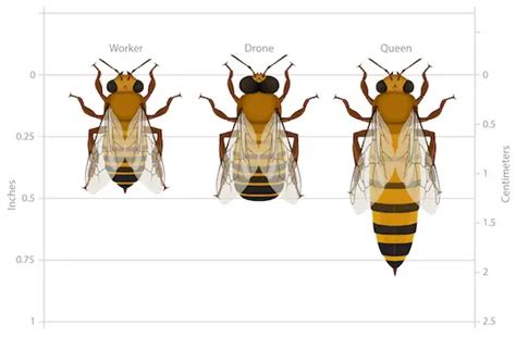 3 Types Of Bees In A Hive - The Mystery Of The Hives Inhabitants ...