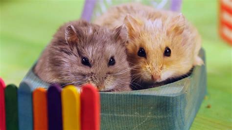 Two Hamsters In A Tiny Playground Youtube