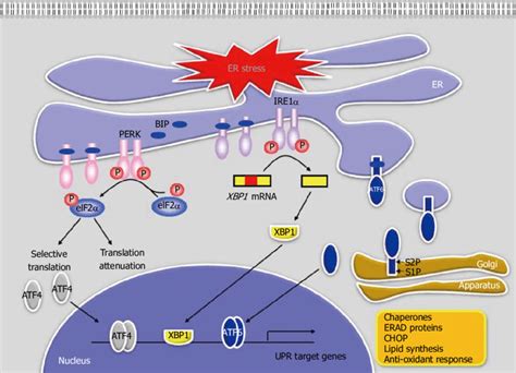 Endoplasmic Reticulum Protein Synthesis