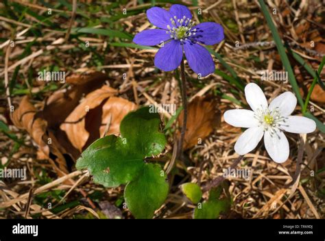 Hepatica Liverleaf American Liverwort Hepatica Nobilis Anemone