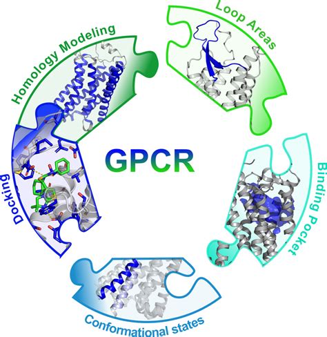 G Protein Coupled Receptor Gpcr Meiler Lab