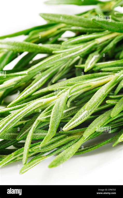 Twig Of Rosemary On Background Stock Photo Alamy