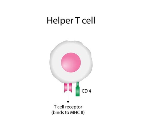 144 Cd8 Cd4 T Cells Royalty-Free Photos and Stock Images | Shutterstock