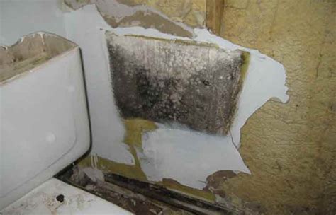 Black Mold in Toilet Bowl & Tank-Causes and How to Get Rid - Toiletseek