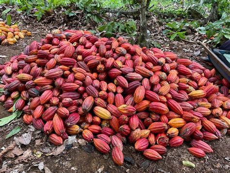 Três brasileiros da Bahia e do Pará disputam prêmio de melhor cacau do