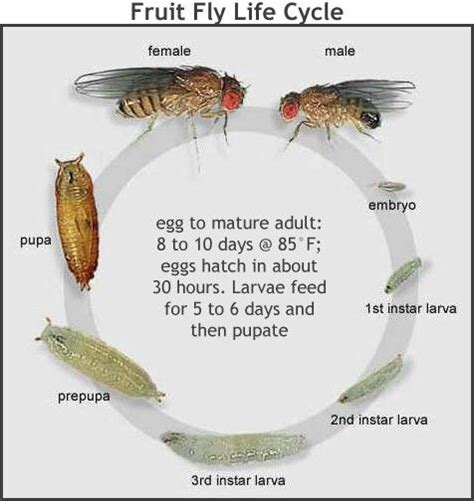 Drosophila Life Cycle Days Karlyn Mccue