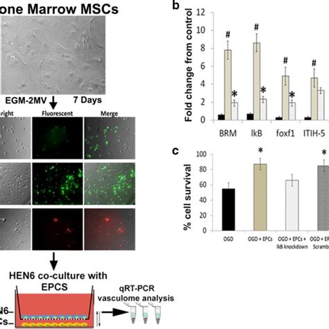 EPC Treatment Downregulates The OGD Induced Upregulation Of