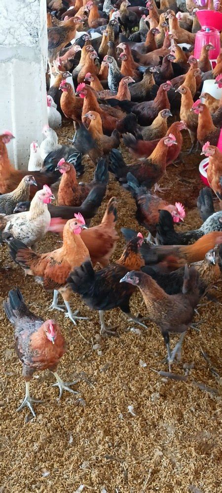 Sonali Murgi Chicken For Sale 800 1kg 65 At Rs 200 Kg In Rampur Hat