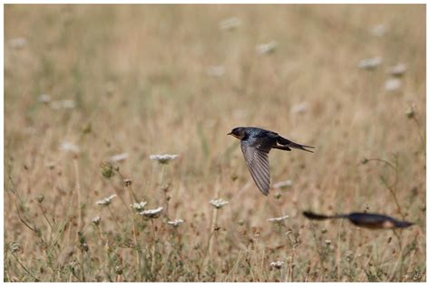 Hirondelle Rustique Marc Jarry Flickr