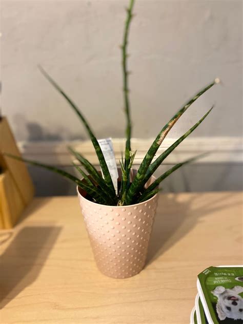 Cylinder Snake Plant