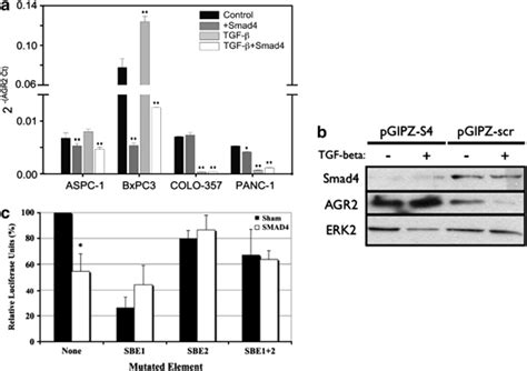 Agr2 Is A Transcriptional Target Of Smad4 A Quantitative Rtpcr Of