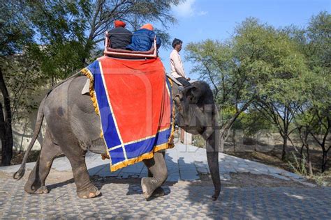 Captive Indian or Asian elephant, giving rides to tourists, at Hathi ...