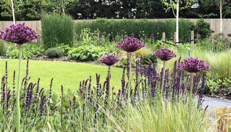 Alliums and Salvia in Hertfordshire garden design - Amanda Broughton ...