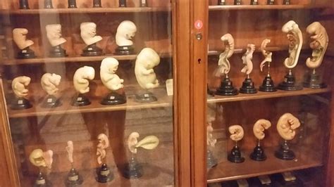 Museo Di Anatomia Umana Turin Ce Qu Il Faut Savoir Pour Votre