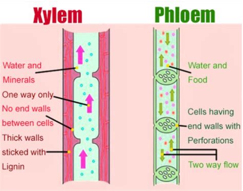 Xylem And Phloem Diagram For Kids