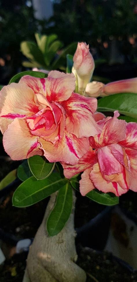 Adenium Aka Desert Rose Beautiful Succulent Plant