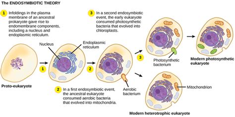 History of the Cell Theory timeline | Timetoast timelines