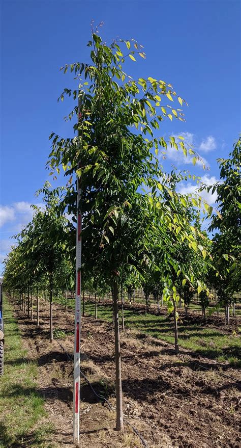Green Vase® Zelkova Zelkova Serrata Green Vase — Northwest Shade Trees