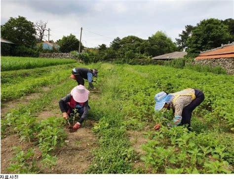 울주군 농촌고용인력지원사업 인력 중개 추진 시사인 투데이