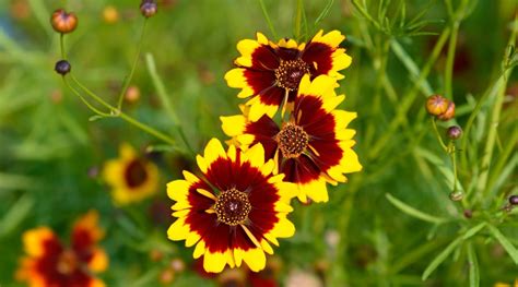 How to Plant, Grow and Care For Coreopsis Flowers