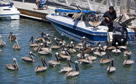 Shelter Island San Diego Harbor - San Diego Beaches Guide