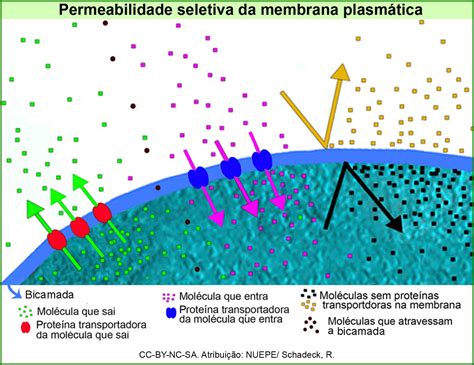 Função Da Membrana Plasmática - Estrutura da membrana plasmática | Nuepe UFPR