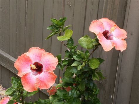 My Rum Runner Hibiscus In The Morning Hibiscus Rum Favorite