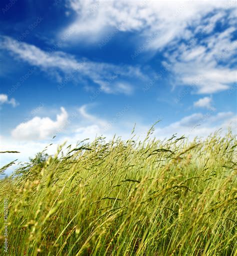 Grass And Wind Blowing Stock Photo Adobe Stock