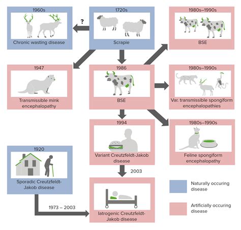 Mad Cow Disease In Humans Symptoms