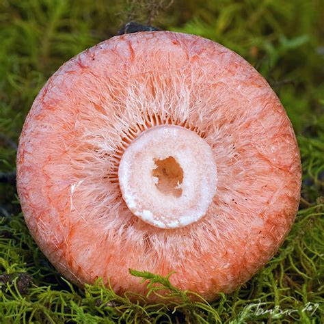 Nahuby.sk - Fotografia - rýdzik kravský Lactarius torminosus (Schaeff ...