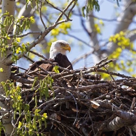 On record, the largest bald eagle nest weighed about two tons! | Bald ...